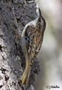 Certhia americana